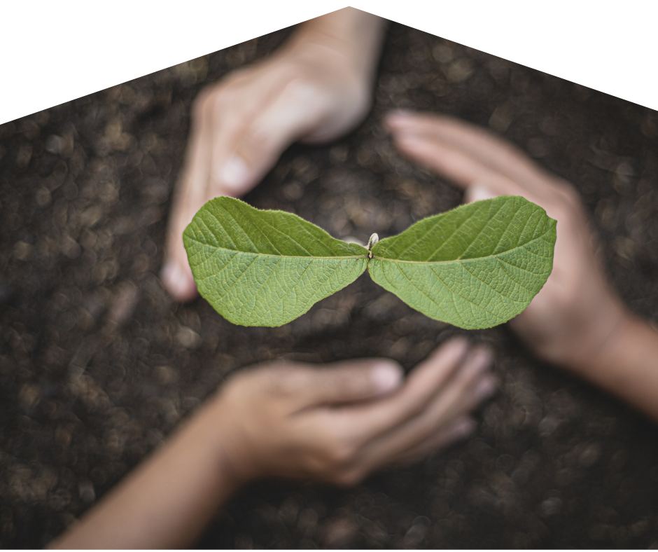 Hands protecting a young sapling